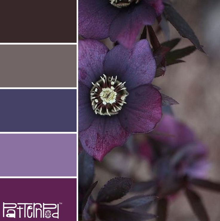 15 Inspirasi Palet Warna Bunga